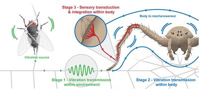 Control vs. Constraint: Understanding the Mechanisms of Vibration Transmission During Material-Bound Information Transfer